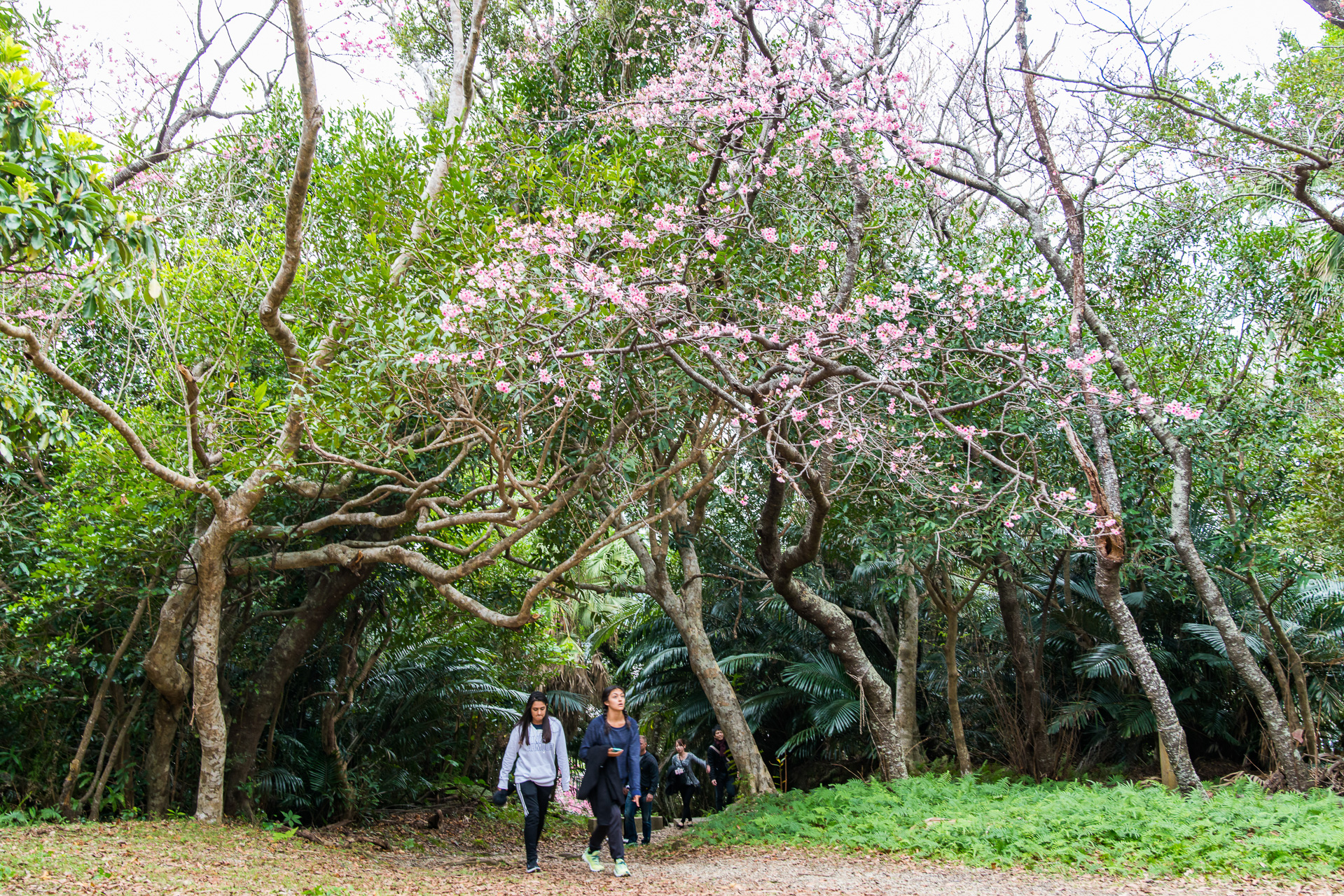 名護中央公園