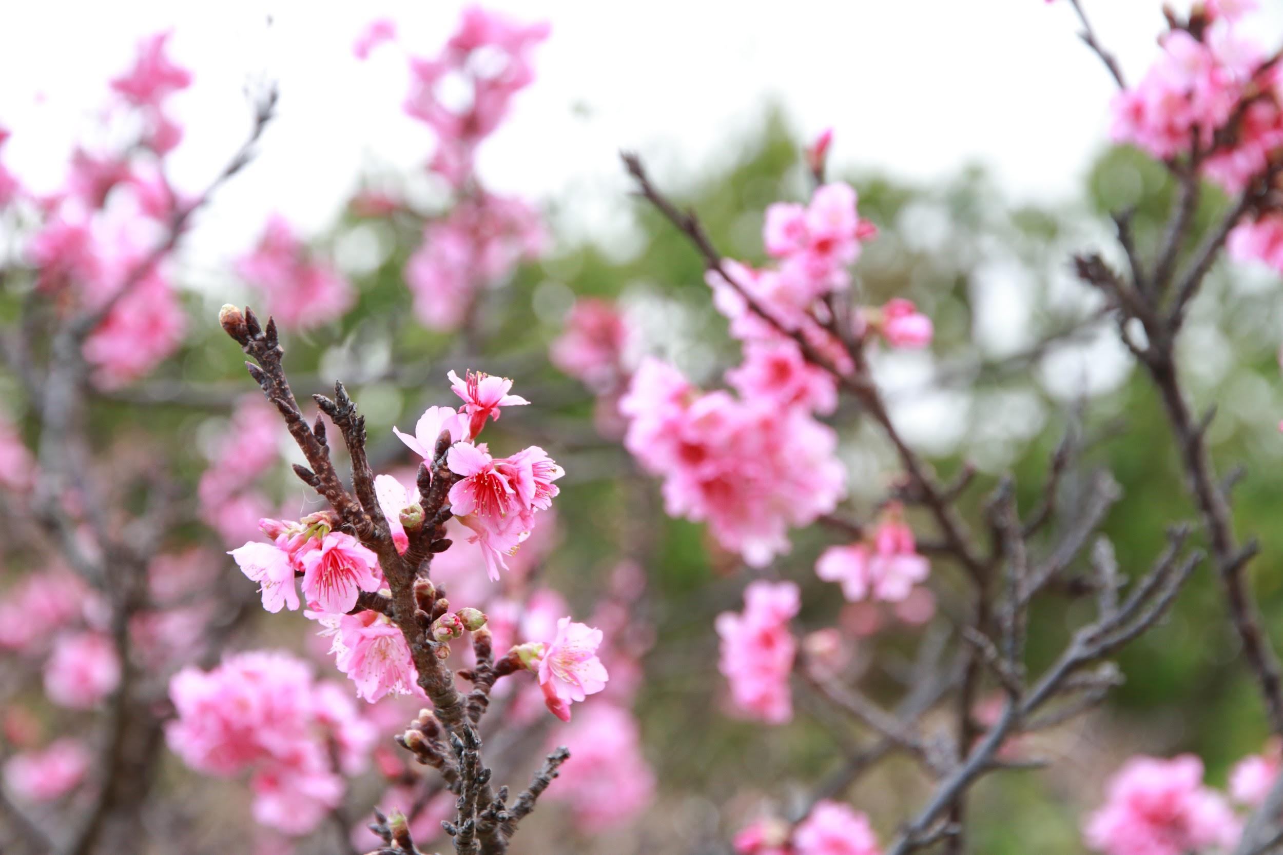 今帰仁グスク桜まつり の楽しみ方 名護市観光協会なごむん