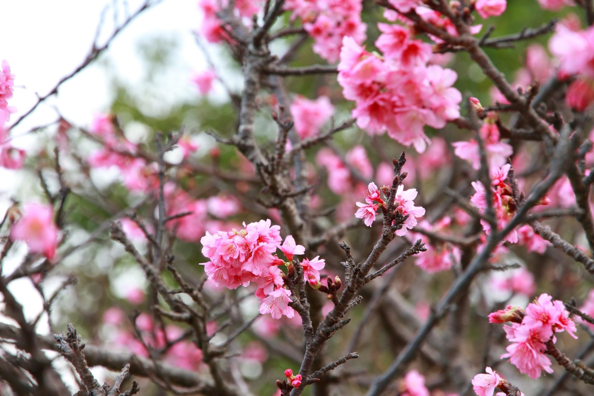 名護さくら祭り開催について