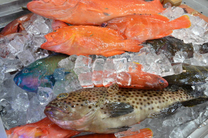 （魚）