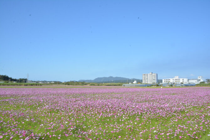 （羽地のコスモス畑）